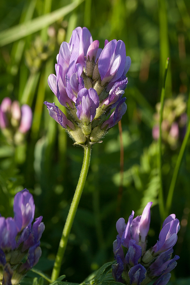 Изображение особи Astragalus danicus.