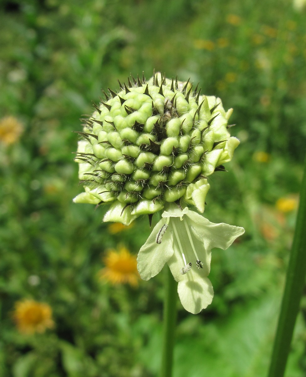 Изображение особи Cephalaria gigantea.