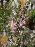 Lespedeza juncea. Верхушки цветущих побегов. Приморье, окр. г. Находка, на скалах вершины сопки. 13.09.2016.