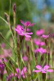 Dianthus deltoides