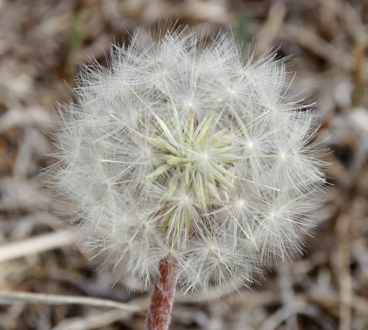 Изображение особи Taraxacum serotinum.