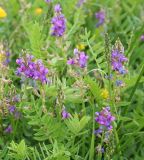 Oxytropis glabra