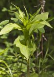 Epipactis helleborine