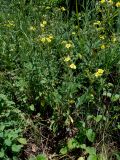 Potentilla recta