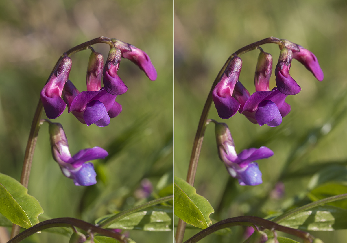 Изображение особи Lathyrus vernus.