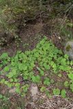 Tussilago farfara