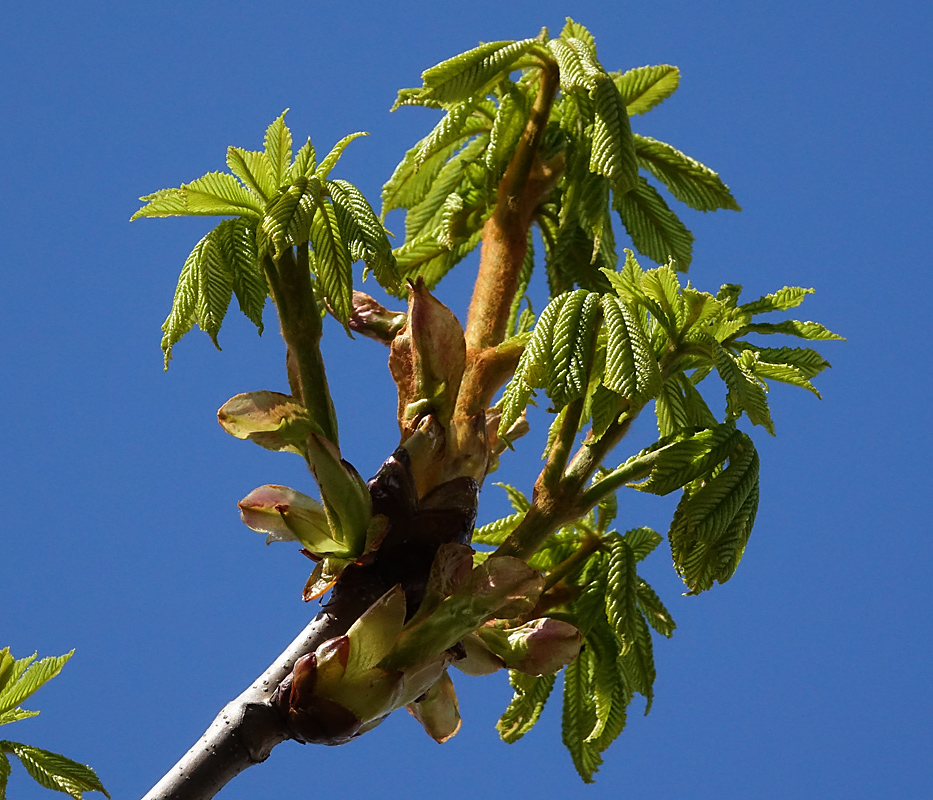 Изображение особи Aesculus hippocastanum.