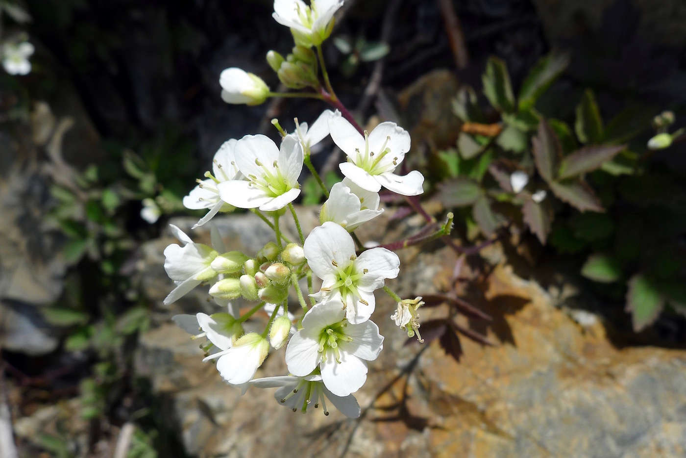 Изображение особи Cardamine macrophylla.