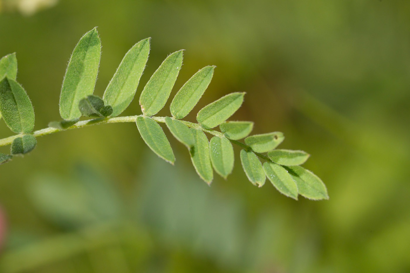 Изображение особи Astragalus cicer.