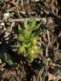 Asterolinon linum-stellatum