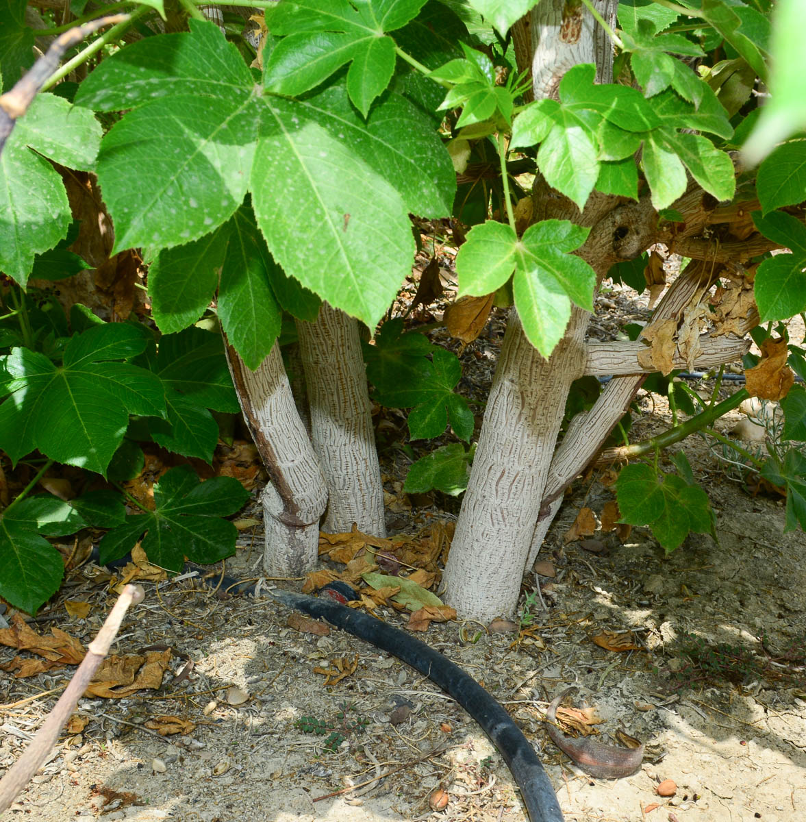 Изображение особи Jatropha gossypiifolia.