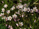 Claytonia sarmentosa