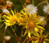 Senecio jacobaea