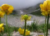 Ranunculus crassifolius. Верхушки побегов с цветками и завязавшимся плодом.Адыгея, Кавказский биосферный заповедник, Фишт-Оштенский массив, юго-восточный отрог горы Оштен, ≈ 2350 м н.у.м., среди камней. 13.08.2016.