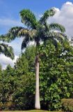 Roystonea regia. Взрослое дерево. Малайзия, о-в Калимантан, г. Кучинг, в культуре. 12.05.2017.