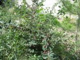 Cotoneaster alaunicus. Ветви плодоносящего растения. Волгоград, пос. Металлургов, Региональный Ботсад. 18.07.2018.