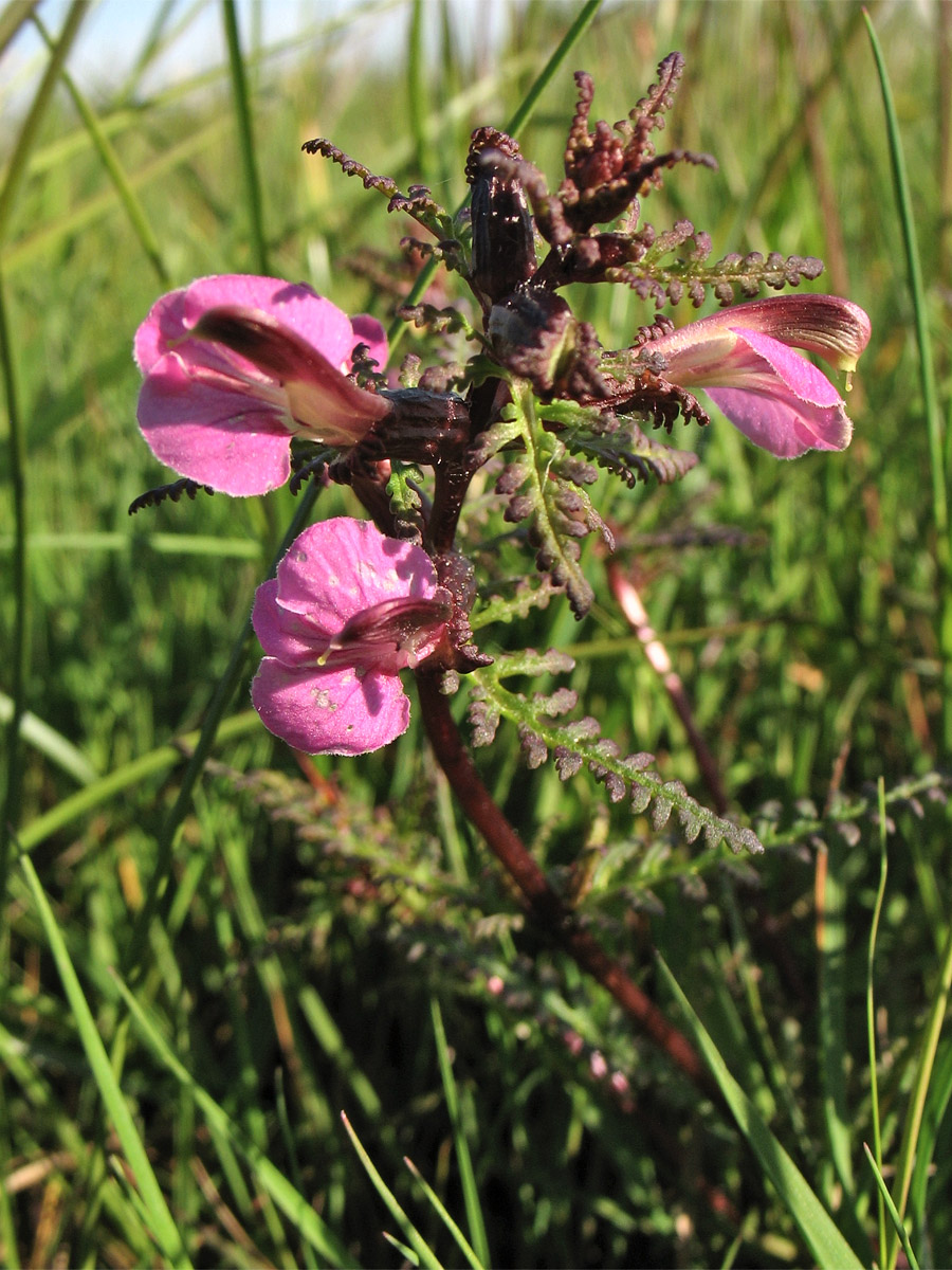 Изображение особи Pedicularis palustris.