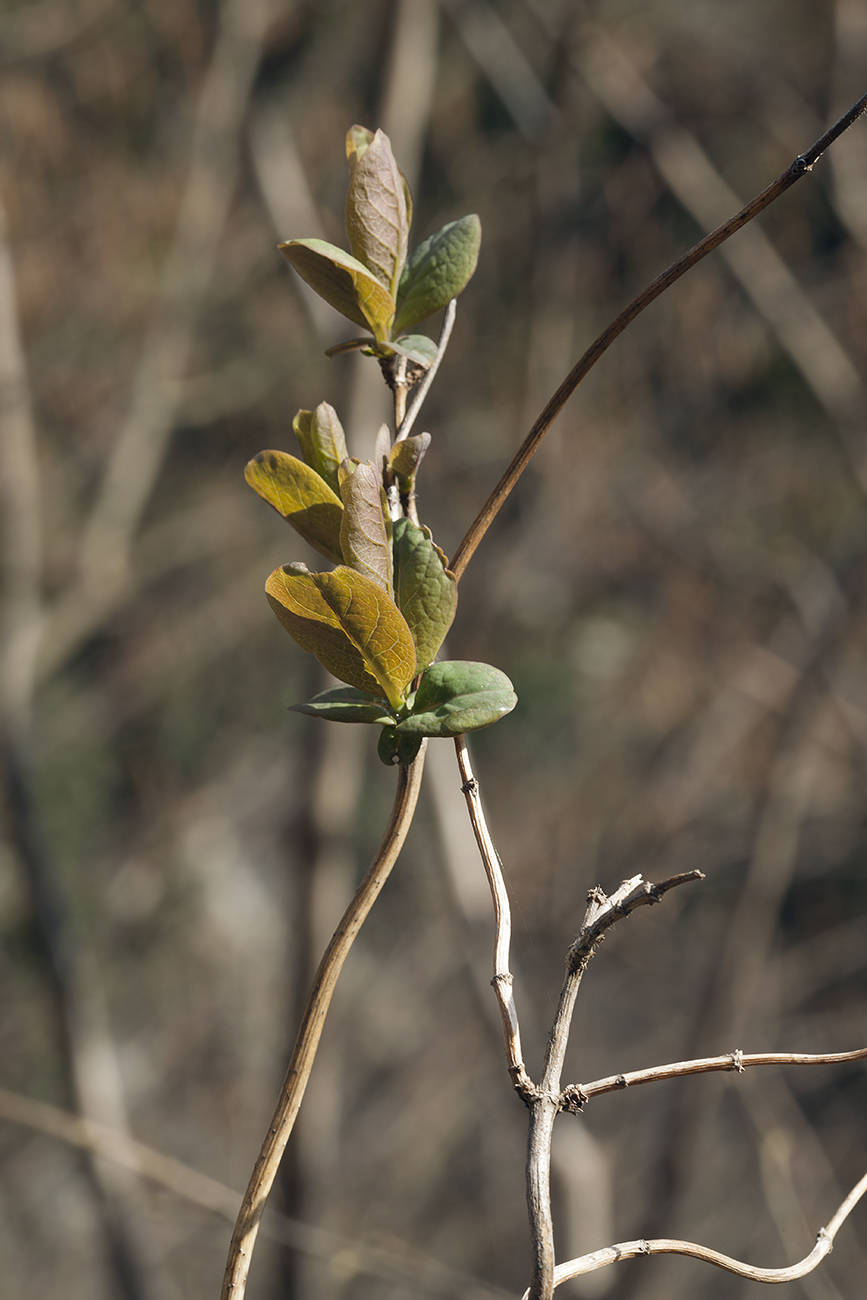 Изображение особи Lonicera etrusca.