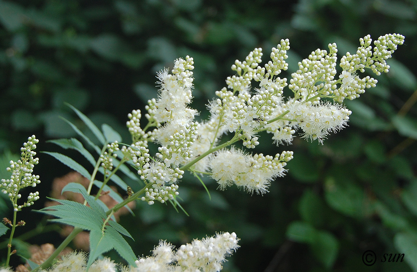 Изображение особи Sorbaria sorbifolia.