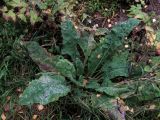 Pulmonaria mollis