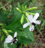 Saponaria officinalis