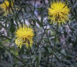 Centaurea orientalis