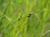 Carex globularis