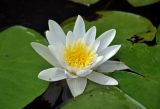 Nymphaea candida