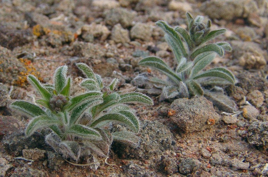 Изображение особи семейство Boraginaceae.