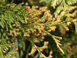 Thuja occidentalis