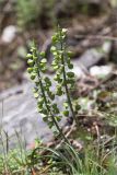 Muscari neglectum