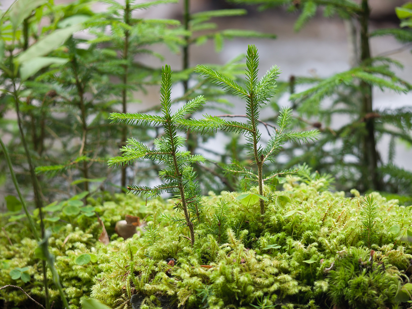 Изображение особи Picea orientalis.