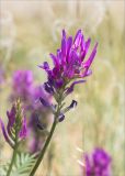 Astragalus onobrychis. Верхушка побега с соцветием. Астраханская обл., Черноярский р-н, окр. с. Солёное Займище, дол. р. Волга, ковыльная степь. 02.06.2022.