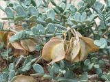 Zygophyllum pinnatum