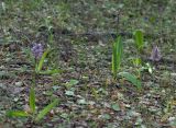 Orchis militaris