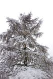 Larix sibirica. Крона под снегом. Московская обл., г. Электрогорск, ул. Советская, в культуре. 24.12.2023.