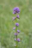 Campanula cervicaria