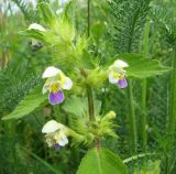 Galeopsis speciosa