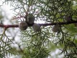 Cupressus sempervirens. Ветвь с молодыми шишками. Кавказ, Сочинский р-н, Лазаревское, Нижний сад ВИЗР. 30 сентября 2005 г.