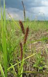 Carex rhynchophysa