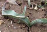 Tulipa bifloriformis