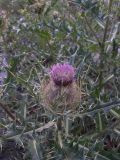 Cirsium pugnax. Распускающееся соцветие. Кабардино-Балкария, Зольский р-н, долина Джилы-Су.