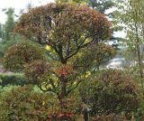 Enkianthus perulatus. Верхняя часть кроны взрослого дерева. Нидерланды, г. Venlo, \"Floriada 2012\". 11.09.2012.
