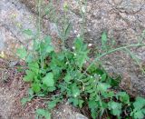 Diplotaxis tenuifolia. Нижняя часть растения. Испания, Каталония, Жирона, Тосса-де-Мар, крепость Вила-Велья. 24.06.2012.