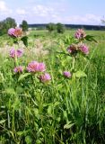 Trifolium pratense