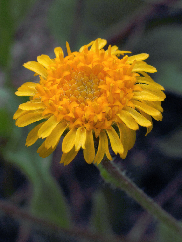 Изображение особи Erigeron cabulicus.