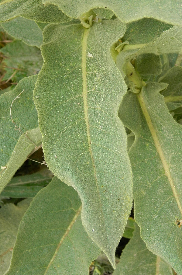 Изображение особи Verbascum phlomoides.