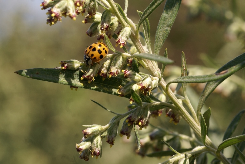 Изображение особи Artemisia umbrosa.