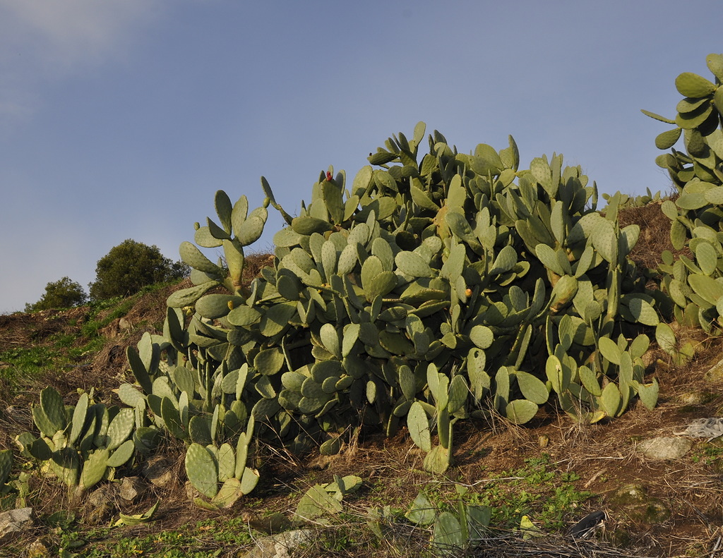 Изображение особи Opuntia ficus-indica.