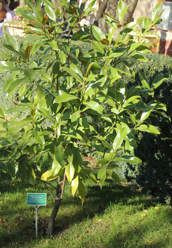 Image of Magnolia grandiflora specimen.